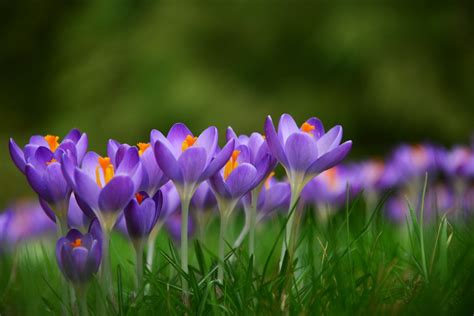 Crocus Spring Flowers Free Photo On Pixabay