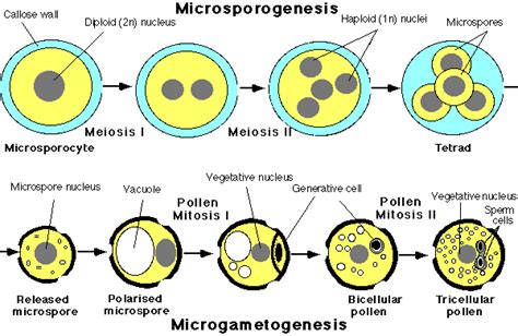 Process Of Gametogenesis Class 12 Botany Class Twelve Biology