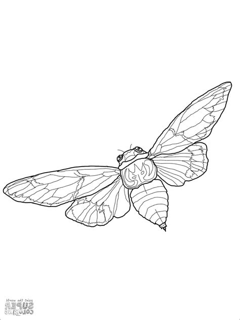 Cicada Life Cycle Coloring Page Coloringbay The Best Porn Website