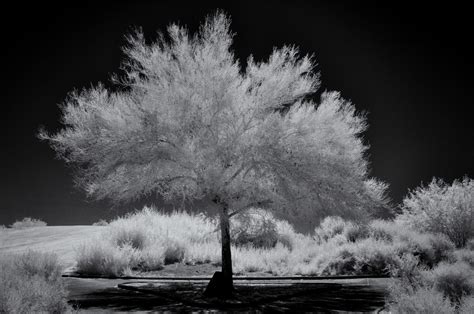 Ghost Tree Photography By Cybershutterbug