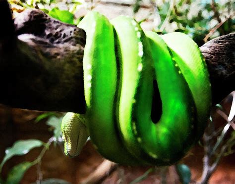 Baby Green Tree Python Photograph By Miroslava Jurcik Pixels