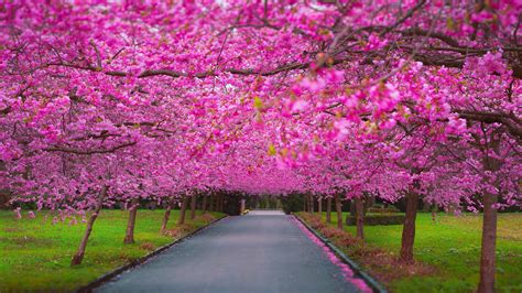 2560x1440 Cherry Blossom Park 1440p Resolution Hd 4k Wallpapersimages