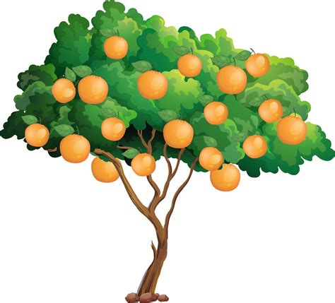 Orange Tree Isolated On White Background 2288253 Vector Art At Vecteezy