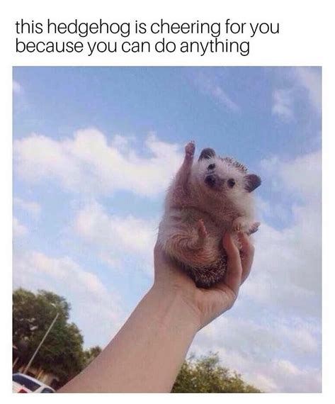 14 Funny Hedgehog Memes That Will Make You Smile Petpress