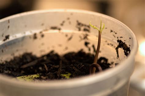 Orange Baby Mango Tree Growing From Seed Garden Imperfect Plants