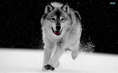 Weitere ideen zu hintergrundbilder, bilder, hintergrund. Die 84+ Besten Wolf Hintergrundbilder