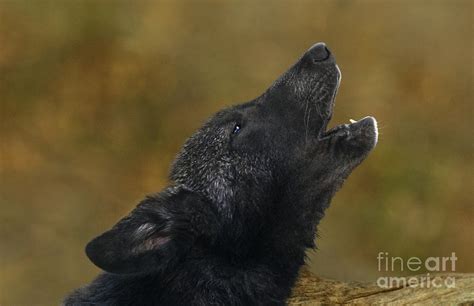 Howling Gray Wolf Pup Endangered Species Wildlife Rescue Photograph By