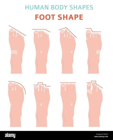 Human Body Shapesfeet Types Icon Set Vector Illustration Stock Vector