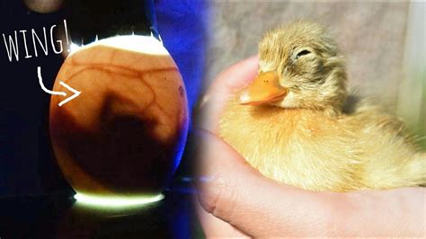Incubating Candling And Hatching Duck Eggs Youtube