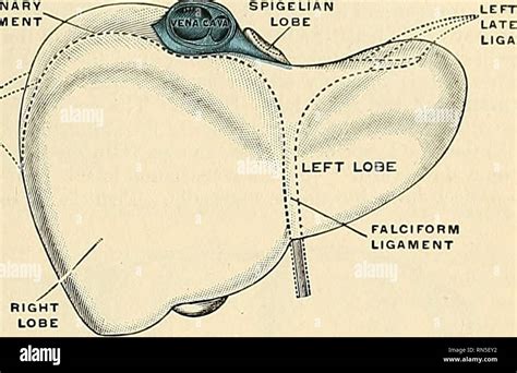 Anatomia Descrittivo E Applicata Anatomia Il Fegato 1325 Il