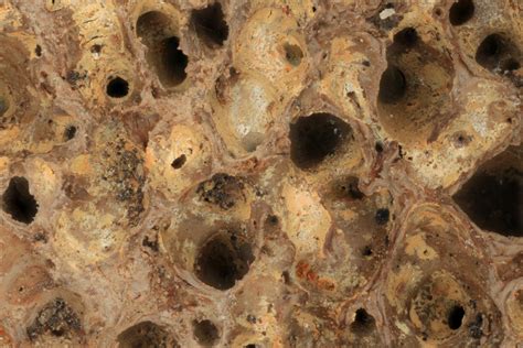 Mastodon Bone At 5x Macroscopic Solutions Inspiring Discovery