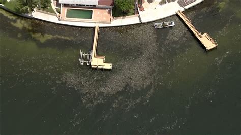 Red Tide Faq What To Know About Bloom Impacting Tampa Bay Wfla