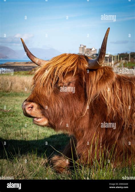 Highland Cow On The Isle Of Mull Inner Hedrides Scotland Uk Stock