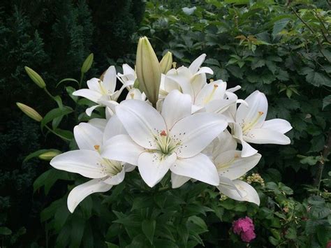 Eyeliner Lily Lily Plants Flowers