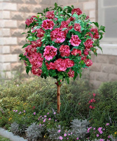 Double Red Hardy Hibiscus Tree Hibiscus Tree Hardy Hibiscus Rose Of