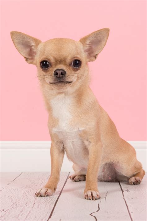 Read our article to see if the miniature chihuahua could be the dog for you. Light Brown Chihuahua Puppy - Pets Lovers