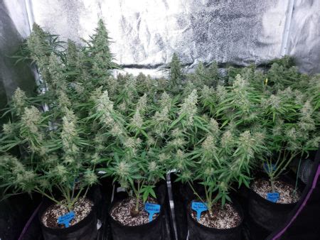 In this post, we explore the light spectrum for growing plants and give you all the advice and information you need about starting your own indoor garden. How to Grow Up to a Pound of Cannabis with a 315 LEC Grow ...