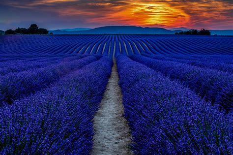 Lavender Fields Sunset