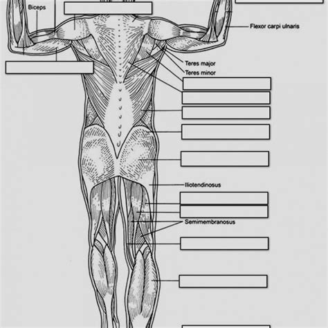 Anatomy And Physiology Printable Worksheets Massage Therap Learning
