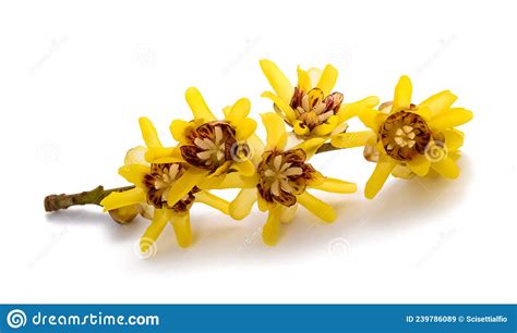 Wintersweet Or Chimonanthus Flowers Stock Image Image Of Plant Sweet