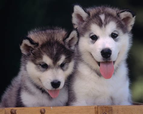 These cute puppies just love hanging around. Download Puppy Huskies Super Cute Pets Wallpaper 1280x1024 | Wallpoper #149673