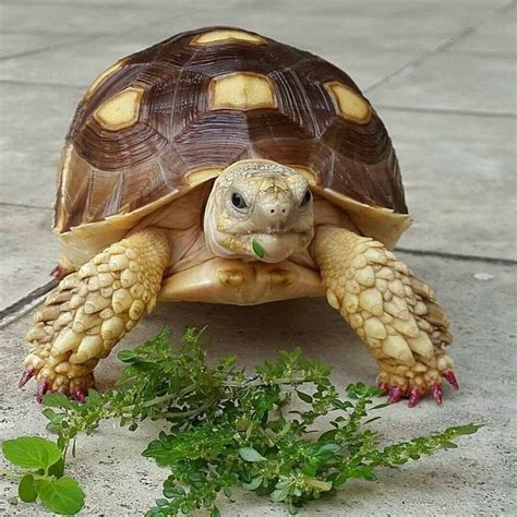 Pin By Николай Александрович On ФОТО 1 Tortoise Habitat Tortoise Turtle Turtle