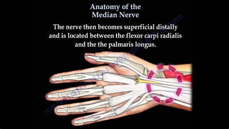 Anatomy Of The Median Nerve Everything You Need To Know Dr Nabil