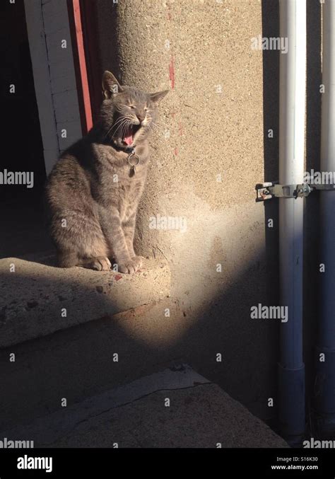 Yawning Farm Cat Stock Photo Alamy