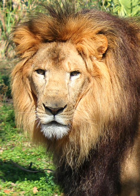 African Male Lion Up Close Head Shot By Charfade On Deviantart