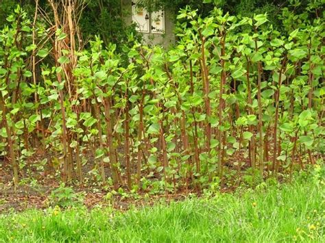 Knotweed A Proven Solution For Removal City Of Powell River