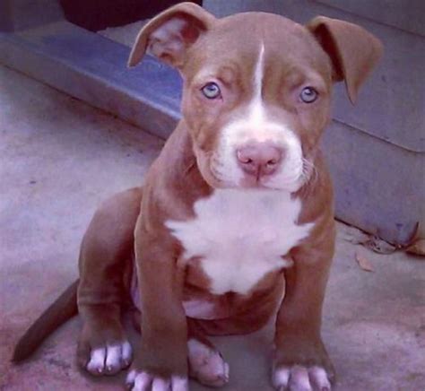 Red Nose Pitbulls 14 Things You Need To Know About This