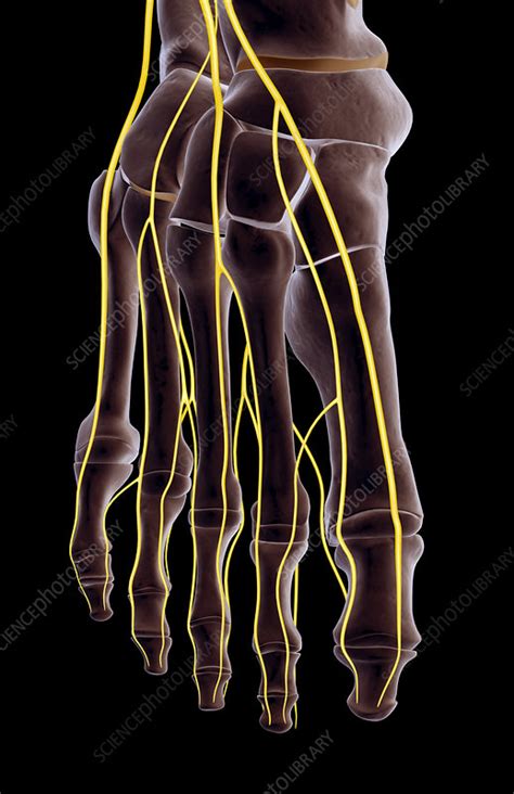The Nerves Of The Foot Stock Image F0017625 Science Photo Library