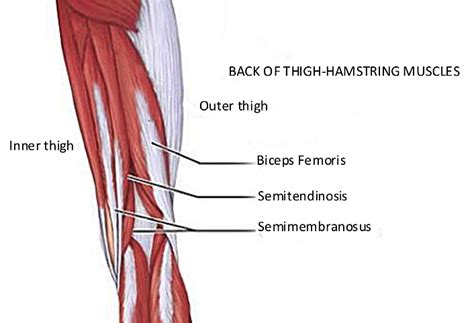 Diagram of the hamstring muscles. Hamstring strain exercises from a pilates perspective