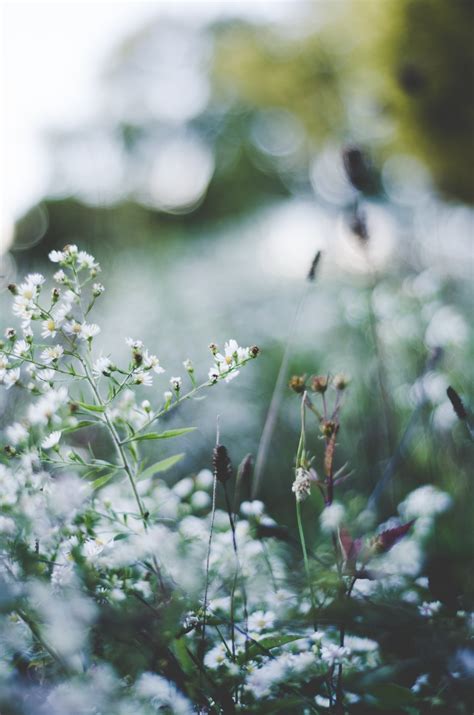 Free Images Nature Grass Branch Blossom Plant Meadow Sunlight