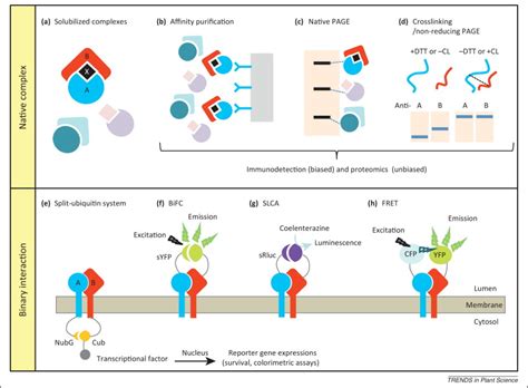 Drates, proteins, lignin, water, and incrusting substances such as cutin, suberin, and certain inorganic compounds that vary among plant species, cell types, and even neighboring cells. Golgi-localized enzyme complexes for plant cell wall ...