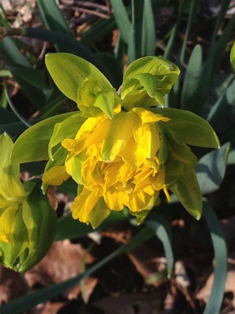 Double Daffodil Daffodils Plants Green Thumb