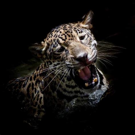 Unveil The Secrets Of Jaguar Symbolism