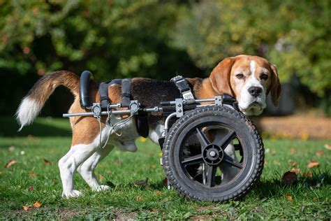 Disabled Dog Born With Three Legs Is Given Wheel Chair Swns