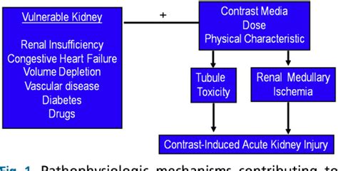Figure 1 From Contrast Induced Acute Kidney Injury Ciaki Semantic