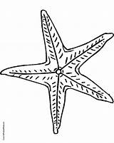 Starfish Getdrawings sketch template