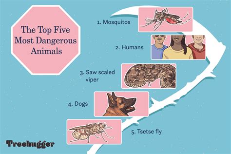 25 Of The Most Dangerous Animals In The World