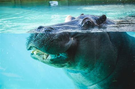 Celebrate World Hippo Day By Getting To Know Ohios Adorable Hippos