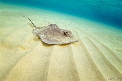 Stingray On The Sandy Bottom Photograph By Adam Romanowicz
