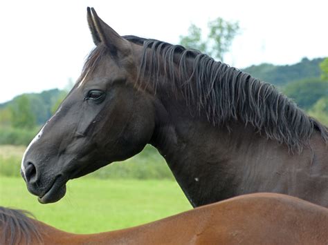 Horse Equine Animal Free Photo On Pixabay Pixabay