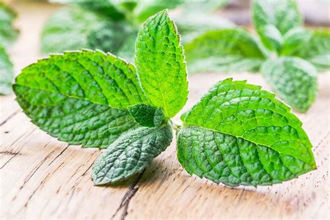 Tips For Growing Apple Mint Gardeners Path