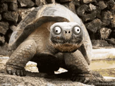 Like My Smile Turtle Gif Like My Smile Turtle Funny Turtle Discover