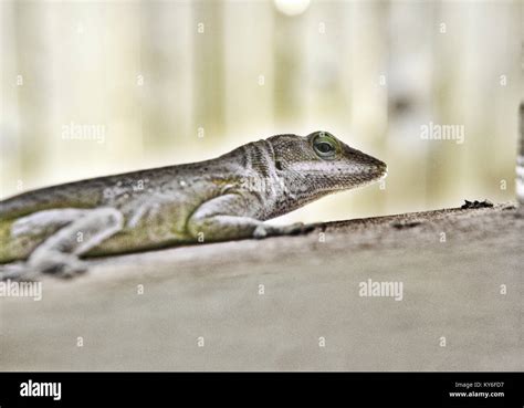 Green Hawaiian Lizard Stock Photo Alamy