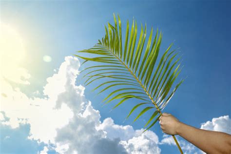 3200 Palm Sunday Stock Photos Pictures And Royalty Free Images Istock