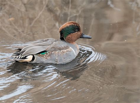 Green Winged Teal Anas Carolinensis 6293 Birds During Th Flickr