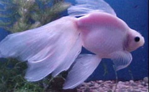 Pink Veiltail Goldfish Fish Pinterest